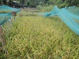 DSCN0227.JPG