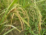 DSCN0229.JPG