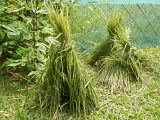 DSCN0299.JPG