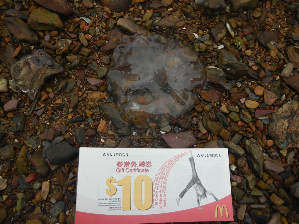 %_tempFileNameDSCN0865%